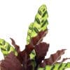 ⁦קלתאה אינסגיניס ע. 12⁩ – תמונה ⁦2⁩