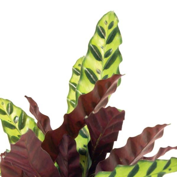 ⁦קלתאה אינסגיניס ע. 12⁩ – תמונה ⁦2⁩
