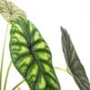 ⁦אלוקסיה דרגון סקייל ע.12⁩ – תמונה ⁦2⁩