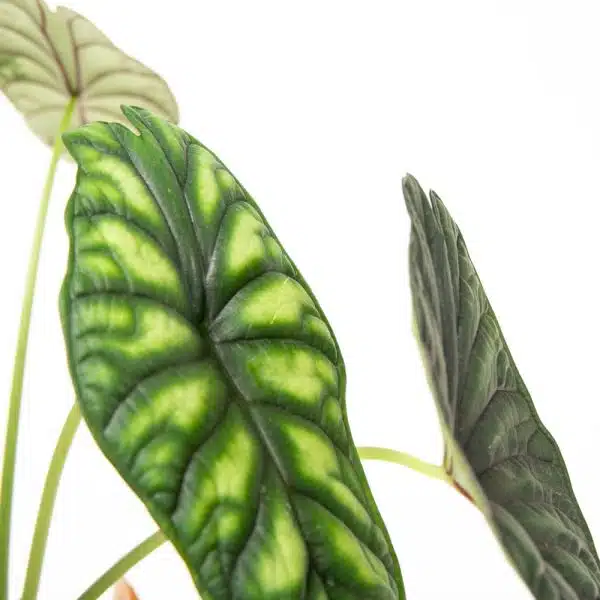 ⁦אלוקסיה דרגון סקייל ע.12⁩ – תמונה ⁦2⁩