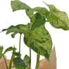 ⁦סינגוניום "מוחיטו" ע.12⁩ – תמונה ⁦2⁩