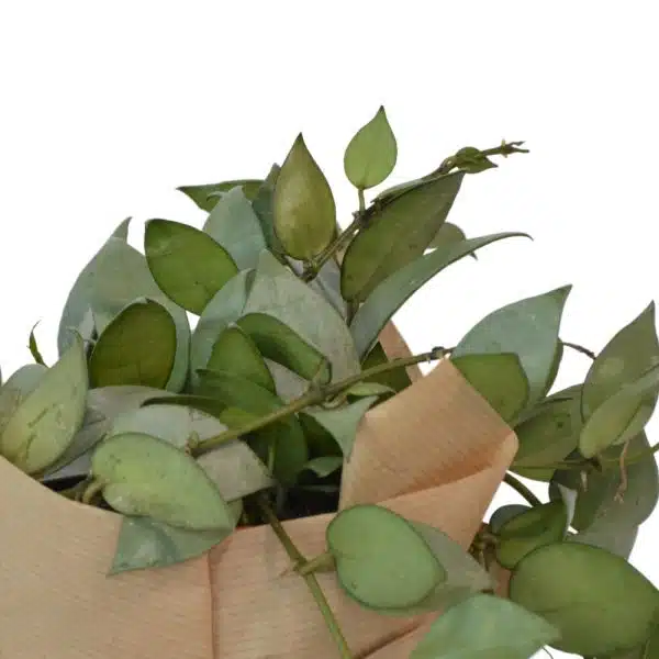 ⁦בת שבע "אסקימו סילבר"⁩ – תמונה ⁦2⁩