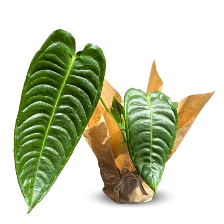 צמחים מיוחדים לבית
