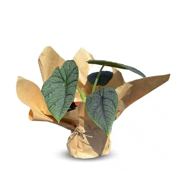 אלוקסיה מלו ע.12