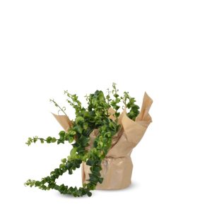 אשיננטוס ראסטה ע.15