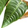 ⁦אנטוריום ויטצ'אי ע.12⁩ – תמונה ⁦2⁩