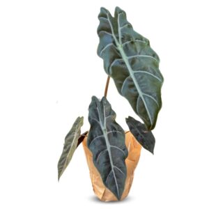 אלוקסיה צ'נטריירי 12 ס''מ