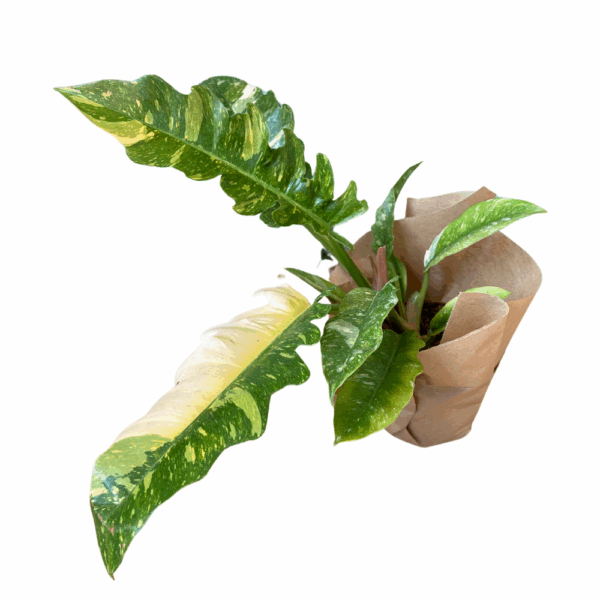 ⁦באנדל הפילדנדרונים⁩ – תמונה ⁦2⁩