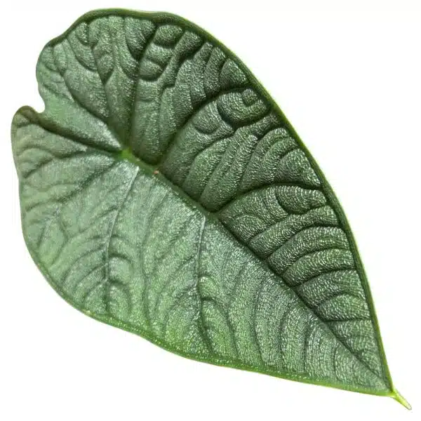 ⁦אלוקסיה מלו ע.12⁩ – תמונה ⁦2⁩