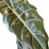 ⁦אלוקסיה צ'נטריירי 12 ס''מ⁩ – תמונה ⁦2⁩