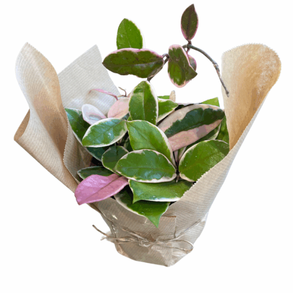 בת שבע פלמינגו דרים ע.12