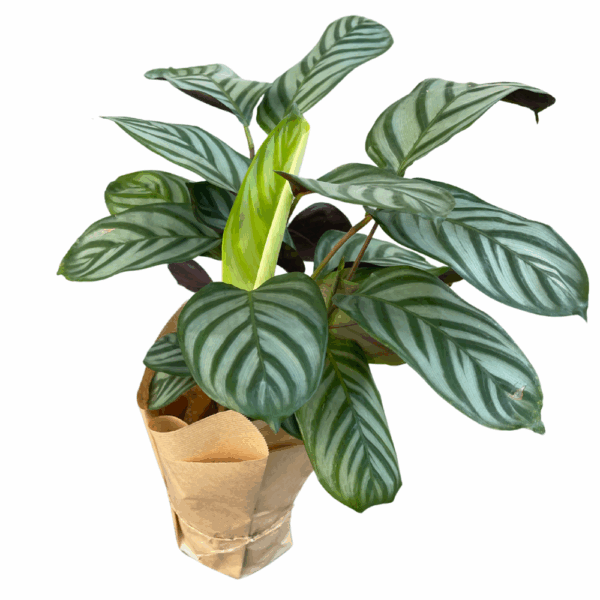 קטננתה סטוסה גרין ע.12