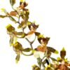 ⁦סחלב קמביריה 12 ס''מ⁩ – תמונה ⁦2⁩