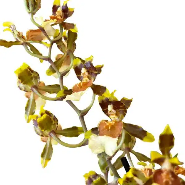 ⁦סחלב קמביריה 12 ס''מ⁩ – תמונה ⁦2⁩