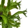 ⁦שרך "קריספי וויו" ע. 12⁩ – תמונה ⁦2⁩