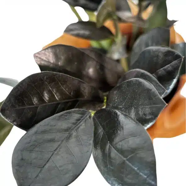 ⁦זמיה שחורה גדולה⁩ – תמונה ⁦2⁩