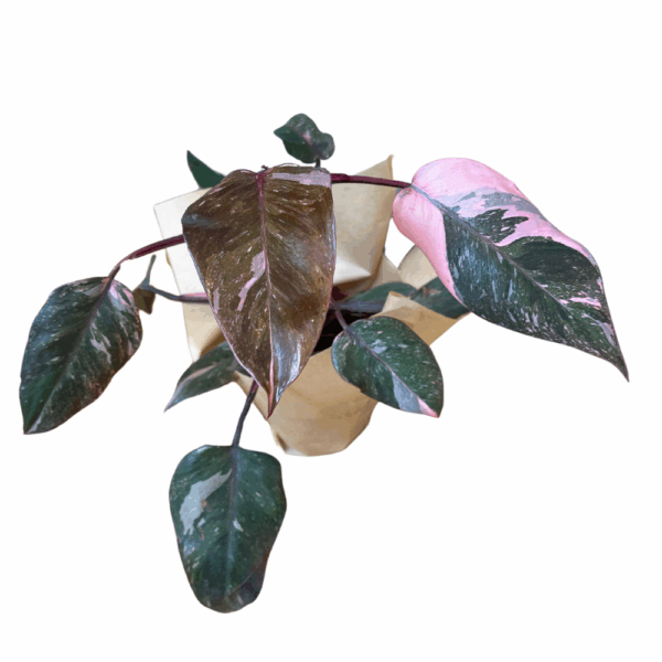 ⁦באנדל הפילדנדרונים⁩ – תמונה ⁦4⁩