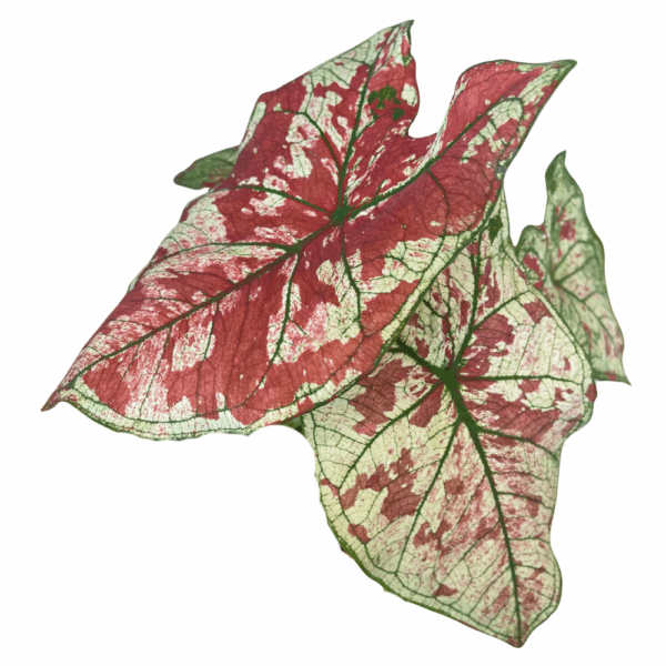 ⁦קלדיום⁩ – תמונה ⁦3⁩