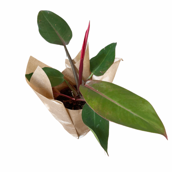 ⁦באנדל הפילדנדרונים⁩ – תמונה ⁦5⁩