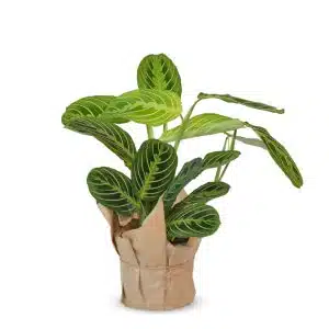 מרנטה "למון ליים"