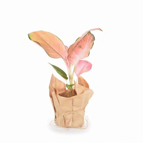 אגלאונמה פלמינגו ע.12