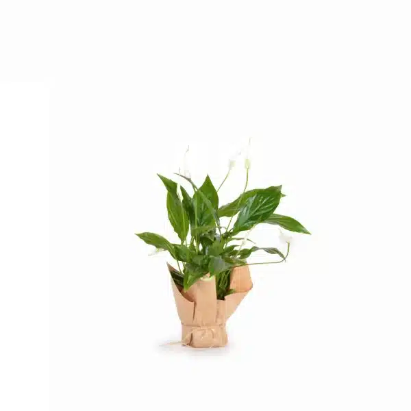 ספטיפיליום
