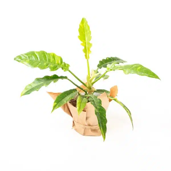 פילדנדרון "רינג אוף פייר" ע.12