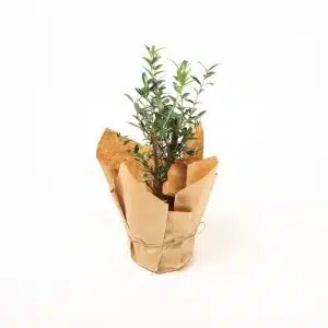 עץ זית בונסאי