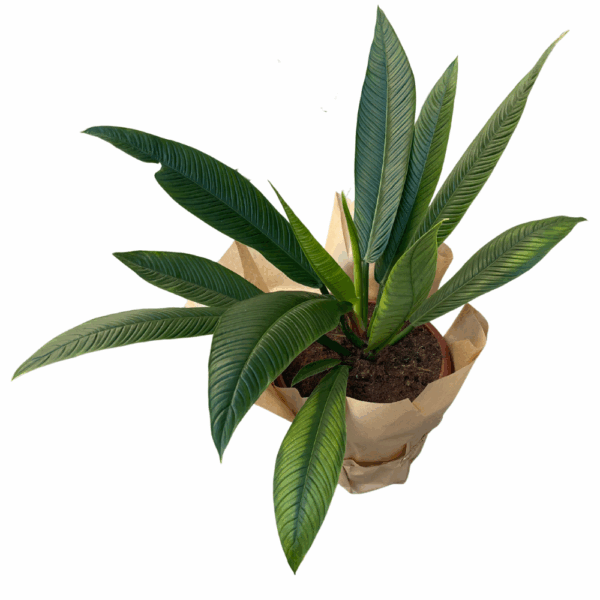פילדנדרון קמפאי ע.32
