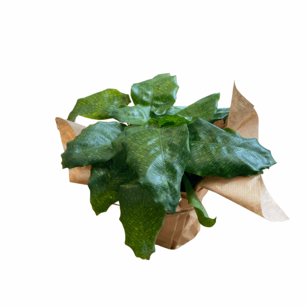 קלתאה מוזאיקה נטוורק ע.12
