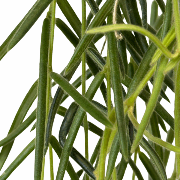 ⁦בת שבע לינאריס ע.14⁩ – תמונה ⁦2⁩