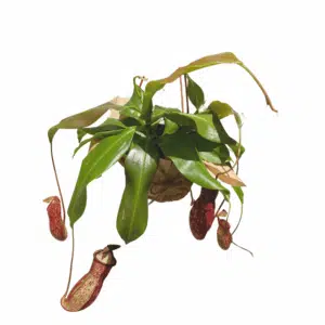 נפנטס גאיה מאנקי ג'ארס עצ.14