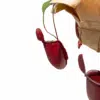 ⁦נפנטס בלאדי מרי עצ.14⁩ – תמונה ⁦2⁩
