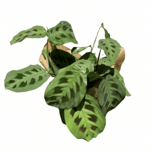 מרנטה מנוקדת ע.12