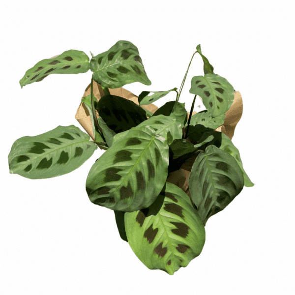 מרנטה מנוקדת ע.12