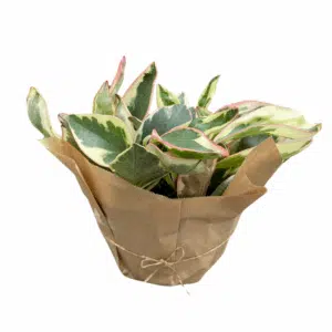 פפירומיה אקוודור ע.20
