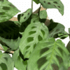 ⁦מרנטה מנוקדת ע.12⁩ – תמונה ⁦2⁩