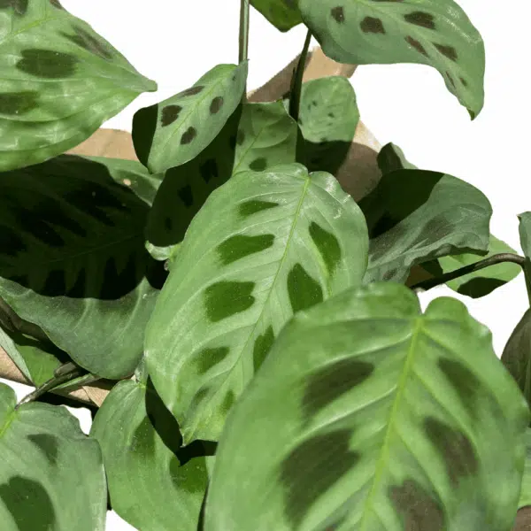 ⁦מרנטה מנוקדת ע.12⁩ – תמונה ⁦2⁩