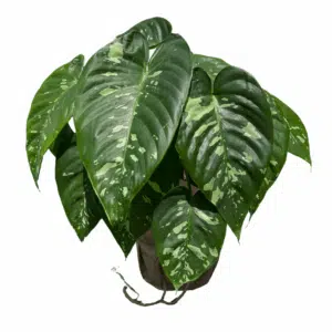 הומלונמה קנדיד ע.18
